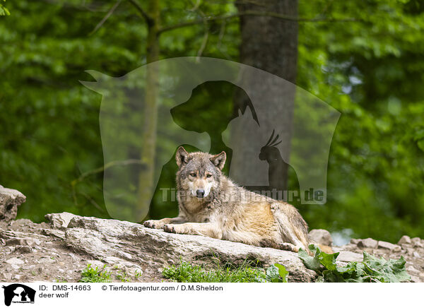 Timberwolf / deer wolf / DMS-14663