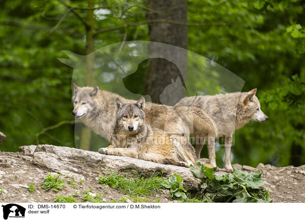Timberwolf / deer wolf / DMS-14670
