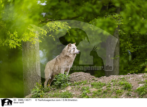 Timberwolf / deer wolf / DMS-14671
