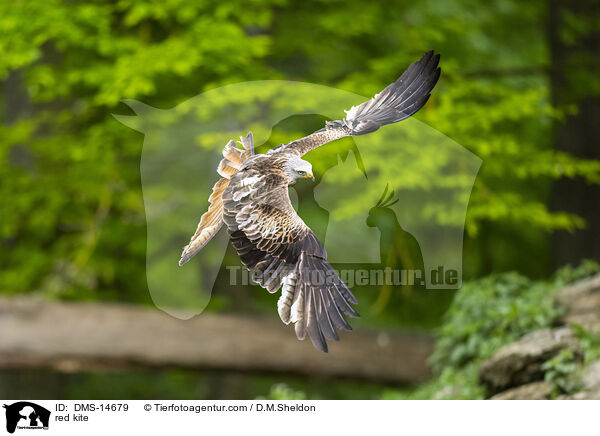 Rotmilan / red kite / DMS-14679