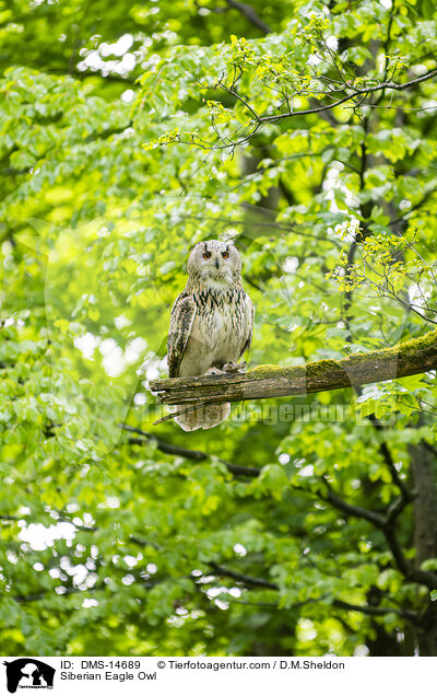 Sibirischer Uhu / Siberian Eagle Owl / DMS-14689