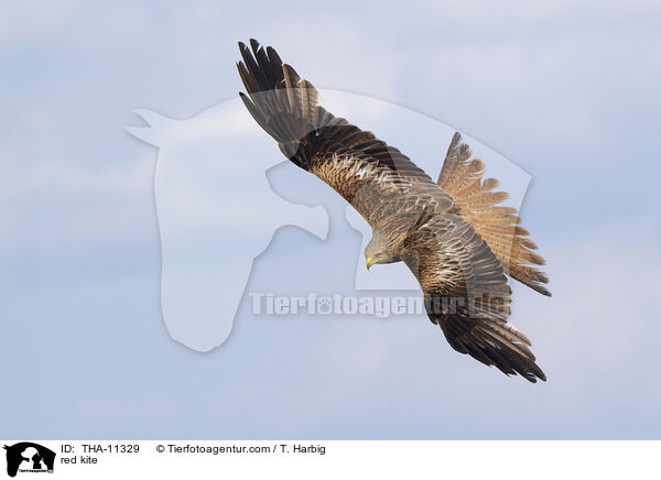 Rotmilan / red kite / THA-11329