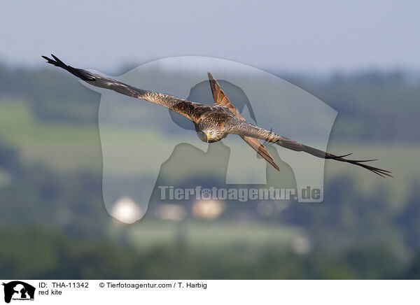 Rotmilan / red kite / THA-11342