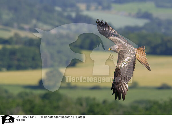 Rotmilan / red kite / THA-11343