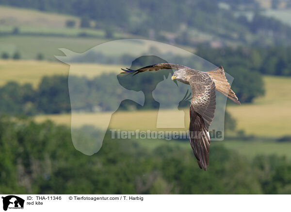 Rotmilan / red kite / THA-11346