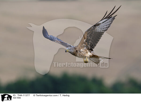 Rotmilan / red kite / THA-11377