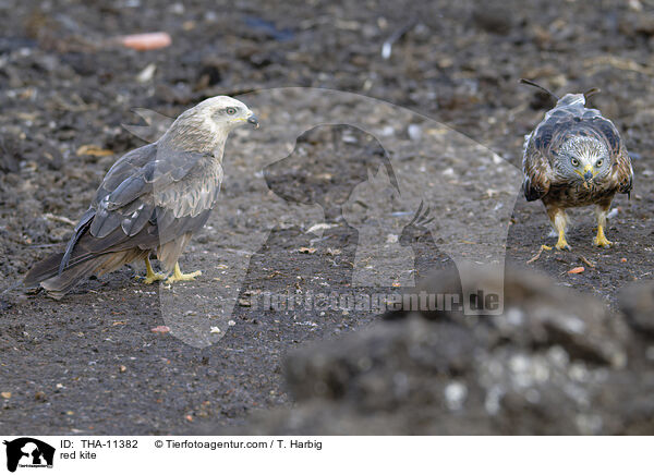 red kite / THA-11382