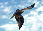 flying red Kite