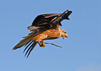 flying red Kite