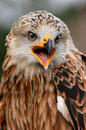 Red Kite