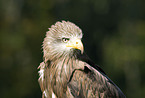 red kite