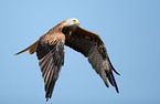 red kite