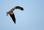 red kite