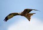 red kite