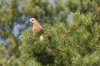 red kite