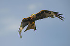 red kite