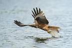 red kite