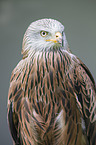 red kite