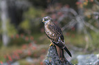 red kite sits on the stone