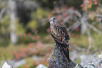 red kite sits on the stone