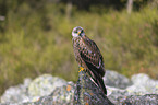 red kite sits on the stone