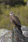 red kite sits on the stone