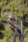red kite sits on branch