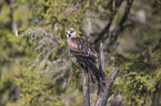 red kite sits on branch