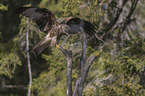 red kite lands on branch