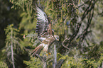 red kite lands on branch