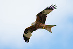 flying Red Kite