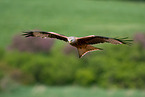 flying Red Kite