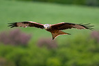 flying Red Kite