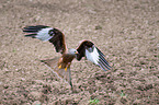 flying Red Kite