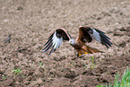 flying Red Kite