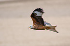 flying Red Kite