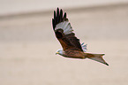 flying Red Kite