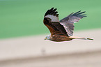 flying Red Kite