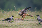 Red Kite and Hooded Crow with prey