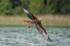 flying Red Kite