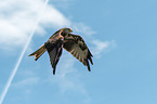 red kite