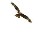 red kite