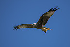 red kite