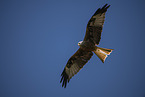 red kite