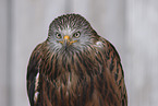 red kite
