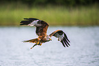 red kite