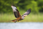 red kite