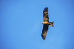 red kite