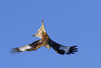 red kite