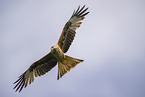 red kite